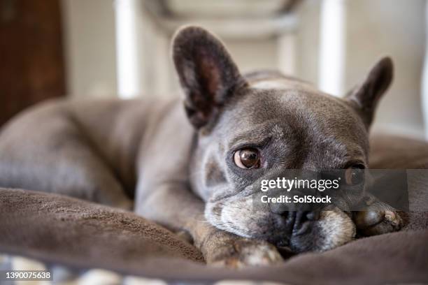 sleepy french bulldog - bulldog fotografías e imágenes de stock