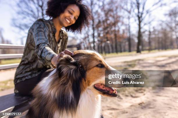 dog being caressed by his owner sitting on  park bench - black hairy women bildbanksfoton och bilder