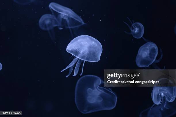 close-up of moon jellyfish in aquarium - medusa común fotografías e imágenes de stock