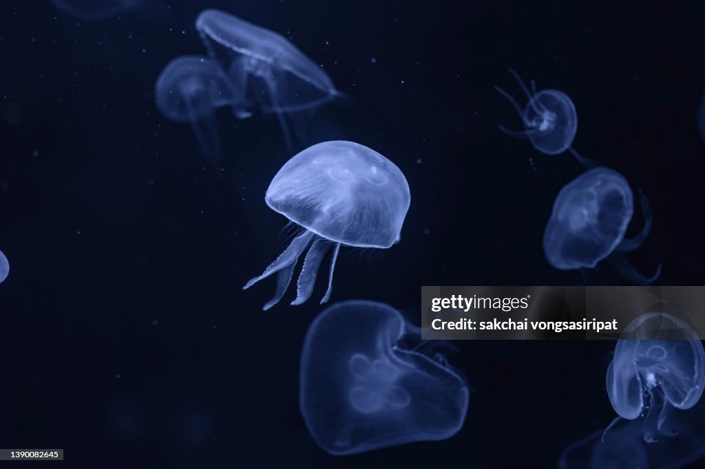 Close-up of Moon Jellyfish in Aquarium