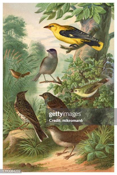 old chromolithograph illustration of ornithology - central european songbirds - animal print foto e immagini stock