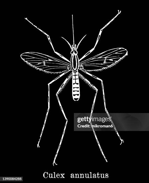 old engraved illustration of mosquito (culex annulatus) - blutsaugen stock-fotos und bilder