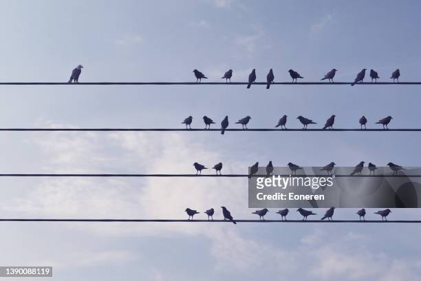 individuality concept with birds on wire - unleash creativity stock pictures, royalty-free photos & images