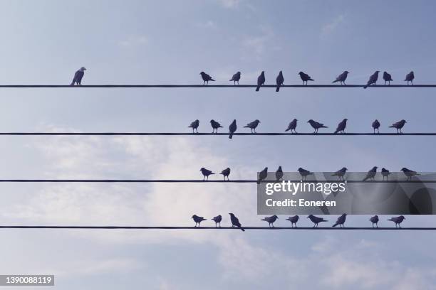 individuality concept with birds on wire - insurrection stock pictures, royalty-free photos & images