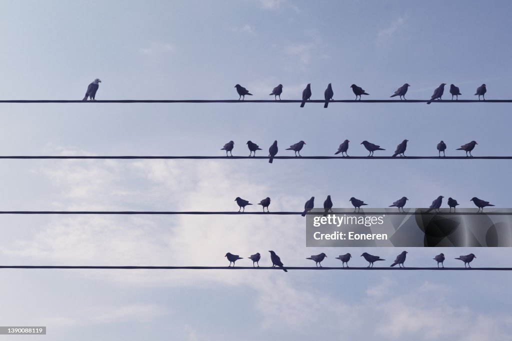 Individuality concept with birds on wire