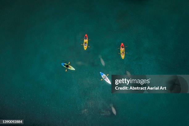 kayakers exploring a lake filled manatees photographed from directly above, florida, united states of america - manatee boat stock pictures, royalty-free photos & images