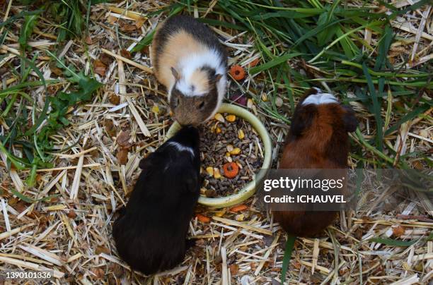 three little guinea pigs france - captive animals stock-fotos und bilder