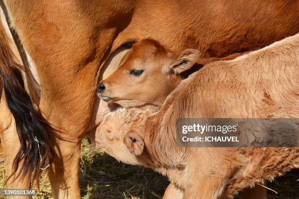 two little red calves france - cow eye stock pictures, royalty-free photos & images