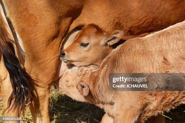 two little red calves france - cow eye - fotografias e filmes do acervo