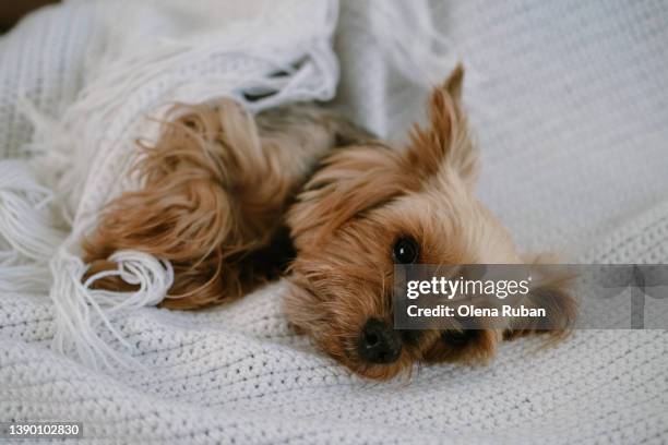 yorkshire terrier covered with plaid. - yorkshireterrier stock-fotos und bilder