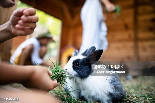 des enfants nourrissent des lapins dans une ferme - lapin clapier photos et images de collection