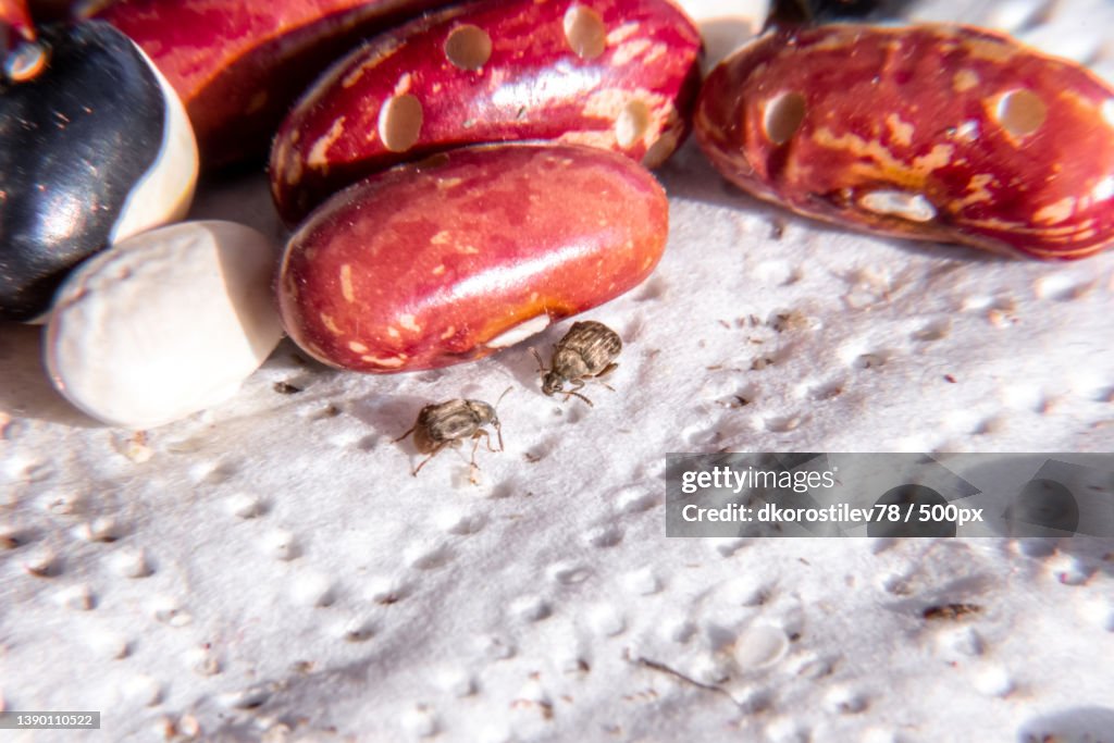 Bean weevil beetle crawls along a white bean with holes gnawed