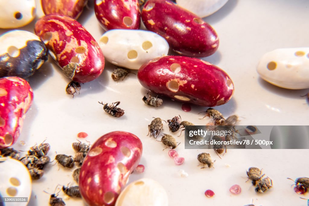Bean weevil beetle crawls along a white bean with holes gnawed