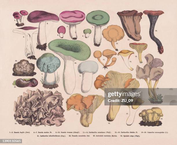 ilustrações de stock, clip art, desenhos animados e ícones de edible and poisonous mushrooms, hand-colored wood engraving, published in 1887 - cogumelo