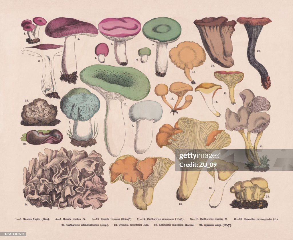 Edible and poisonous mushrooms, hand-colored wood engraving, published in 1887