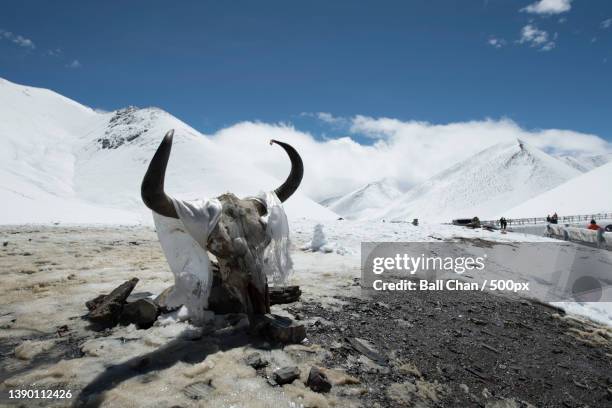 scenic view of snowcapped mountains against sky with animal skull - animal skull stock-fotos und bilder