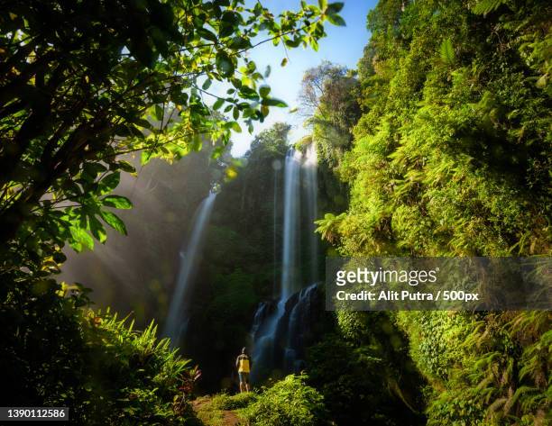 morning vibes in nice waterfall,low angle view of waterfall in forest,buleleng,indonesia - bali waterfall stock pictures, royalty-free photos & images