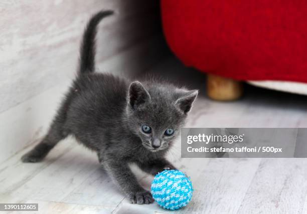 close-up of kitten with ball of yarn playing on floor - ball of wool stock pictures, royalty-free photos & images