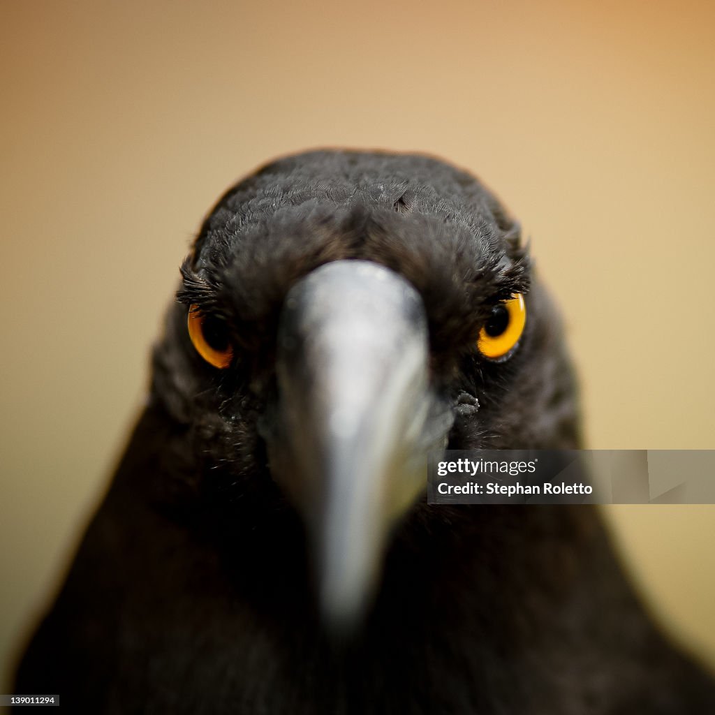 Black Currawong