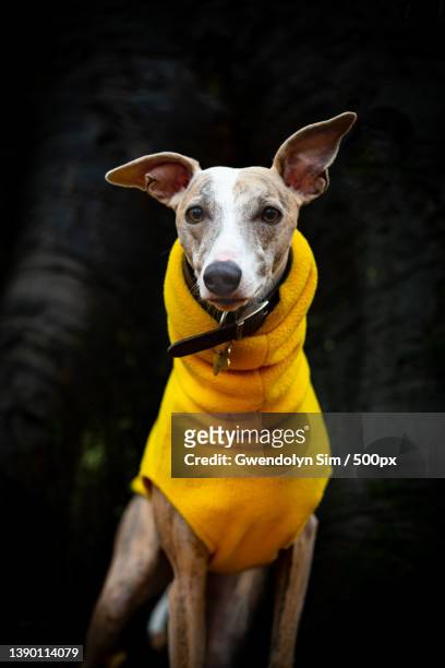 front view portrait of a beautiful whippet wearing a yellow jacket,st albans,united kingdom,uk - whippet 個照片及圖片檔