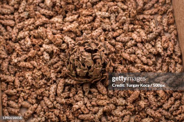 Capsule Example Botany 122 Capsule (Botany) Stock Photos, High-Res Pictures, and Images ...