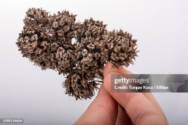 Capsule Example Botany Capsule (Botany) Photos and Premium High Res Pictures - Getty Images