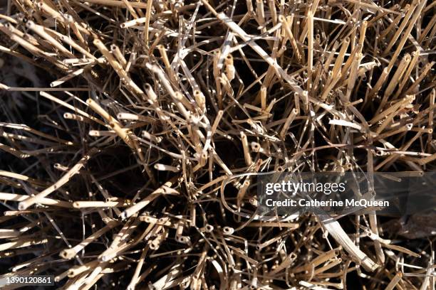 beauty of dried plants in winter season - dry brush stock pictures, royalty-free photos & images