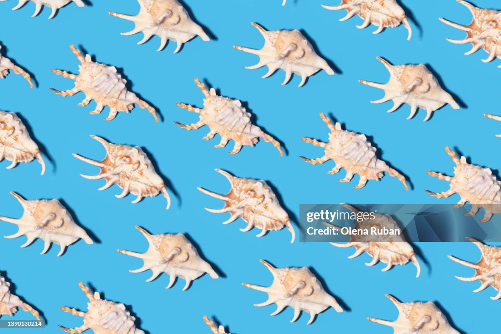 Bright Shell One Bright Sea Shells On A Colorful Blue Background High-Res Stock Photo ...