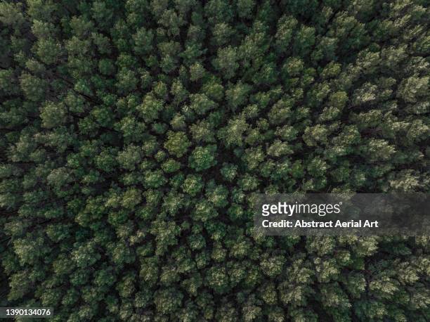 drone shot directly above a forest canopy, michendorf, germany - boomlaag stockfoto's en -beelden