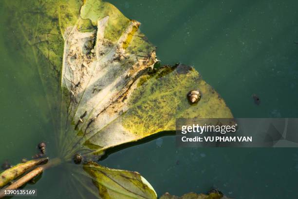 lotus beauty in vietnam - pond snail 個照片及圖片檔