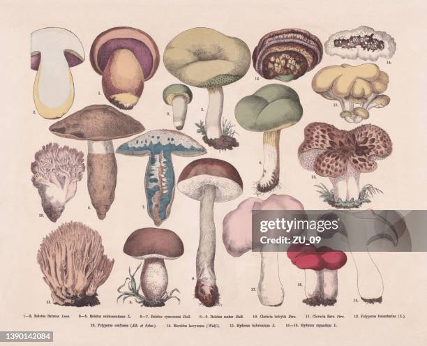 edible and poisonous mushrooms, hand-colored wood engraving, published in 1887 - hedgehog mushroom stock illustrations