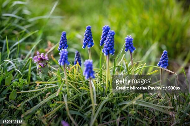 close-up of purple crocus flowers on field,slovakia - グ�レープヒヤシンス ストックフォトと画像