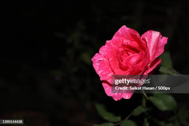 close-up of pink rose,charghat,west bengal,india - west bengal foto e immagini stock