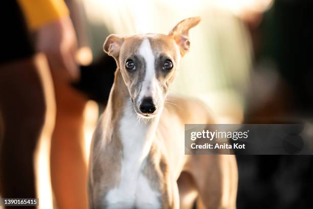 portrait of a greyhound - greyhound fotografías e imágenes de stock