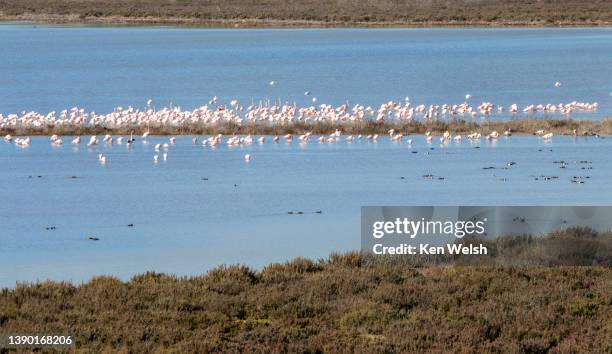 laguna de fuente de piedra, spain - fuente de piedra stock pictures, royalty-free photos & images