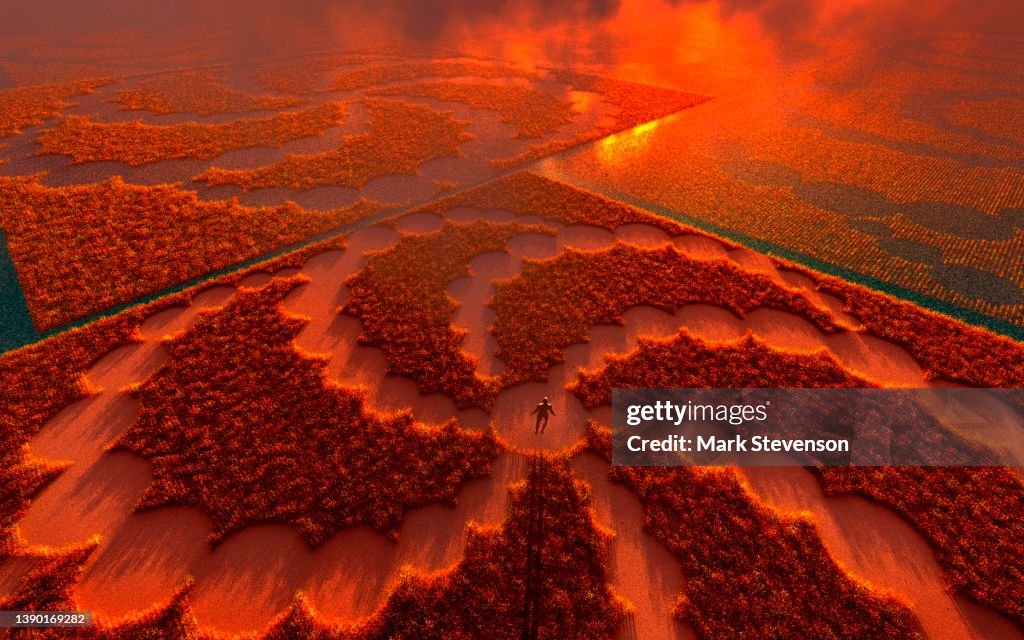 Walking Through A Crop Circle