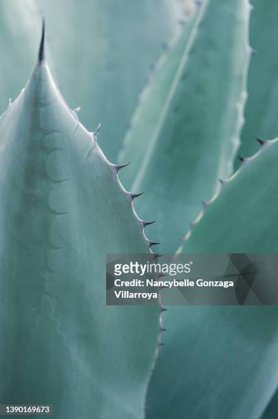 blue coloured leaves of agave cactus plant - food photography dark background blue imagens e fotografias de stock