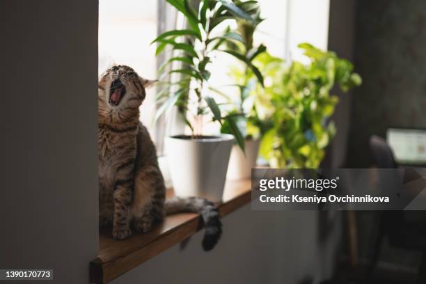tabby fluffy cat sitting on a window shelf. windowsill - cat green eyes stock pictures, royalty-free photos & images
