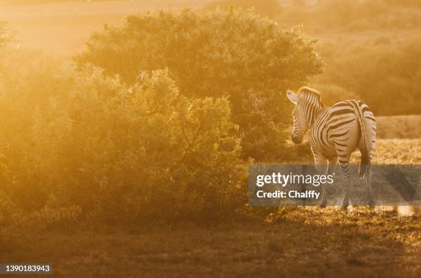 leben in südafrika - krüger nationalpark stock-fotos und bilder