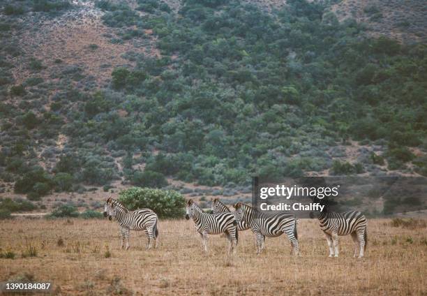 la vie en afrique du sud - réserve-sauvage photos et images de collection