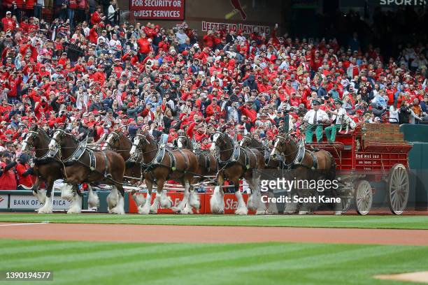 The Anheuser Busch Clydesdales parade around the warning track before Opening Day between the St. Louis Cardinals and the Pittsburgh Pirates at Busch...