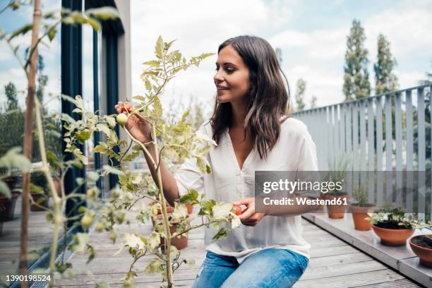 smiling woman touching tomato plant in balcony - frau balkon stock-fotos und bilder