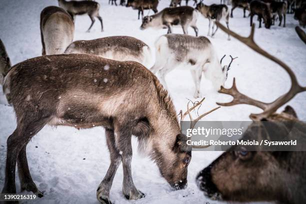 reindeer in the forest covered with snow, lapland - kudde stockfoto's en -beelden