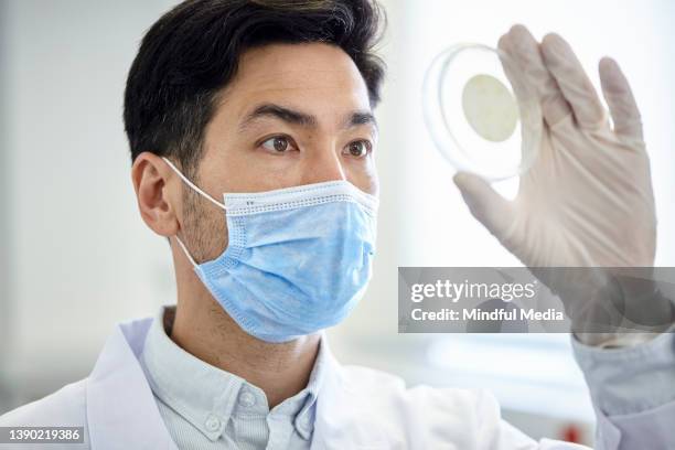 close up portrait of mid adult asian american scientist wearing a protective face mask and gloves holding up a petri dish - sample holder stock pictures, royalty-free photos & images