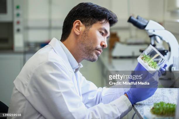 vista lateral del biólogo asiático americano adulto medio mirando una muestra de laboratorio de semilla germinada - microbiologist fotografías e imágenes de stock