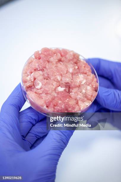 portrait of hands holding petri dish with sample inside - cultivated meat stock pictures, royalty-free photos & images