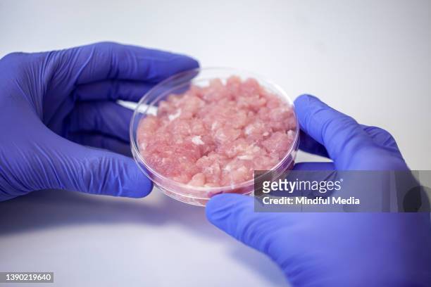 portrait of hands holding petri dish with cultivated meat samples inside - cultivated meat stock pictures, royalty-free photos & images