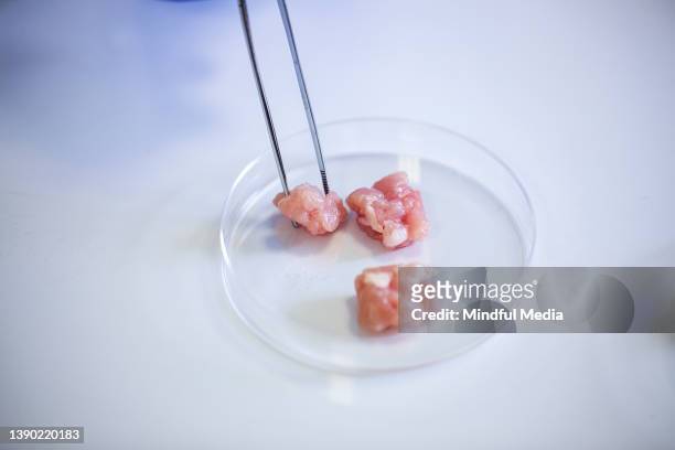 campioni di carne coltivata in una capsula di petri - carne foto e immagini stock