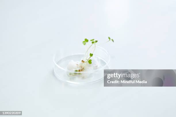 vista de cuerpo entero de un brote cultivado en laboratorio en placa de petri - germinar fotografías e imágenes de stock
