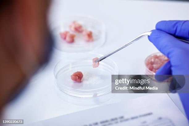 close up shot of cultivated meat sample being held with a set of tweezers - cultivated stock pictures, royalty-free photos & images